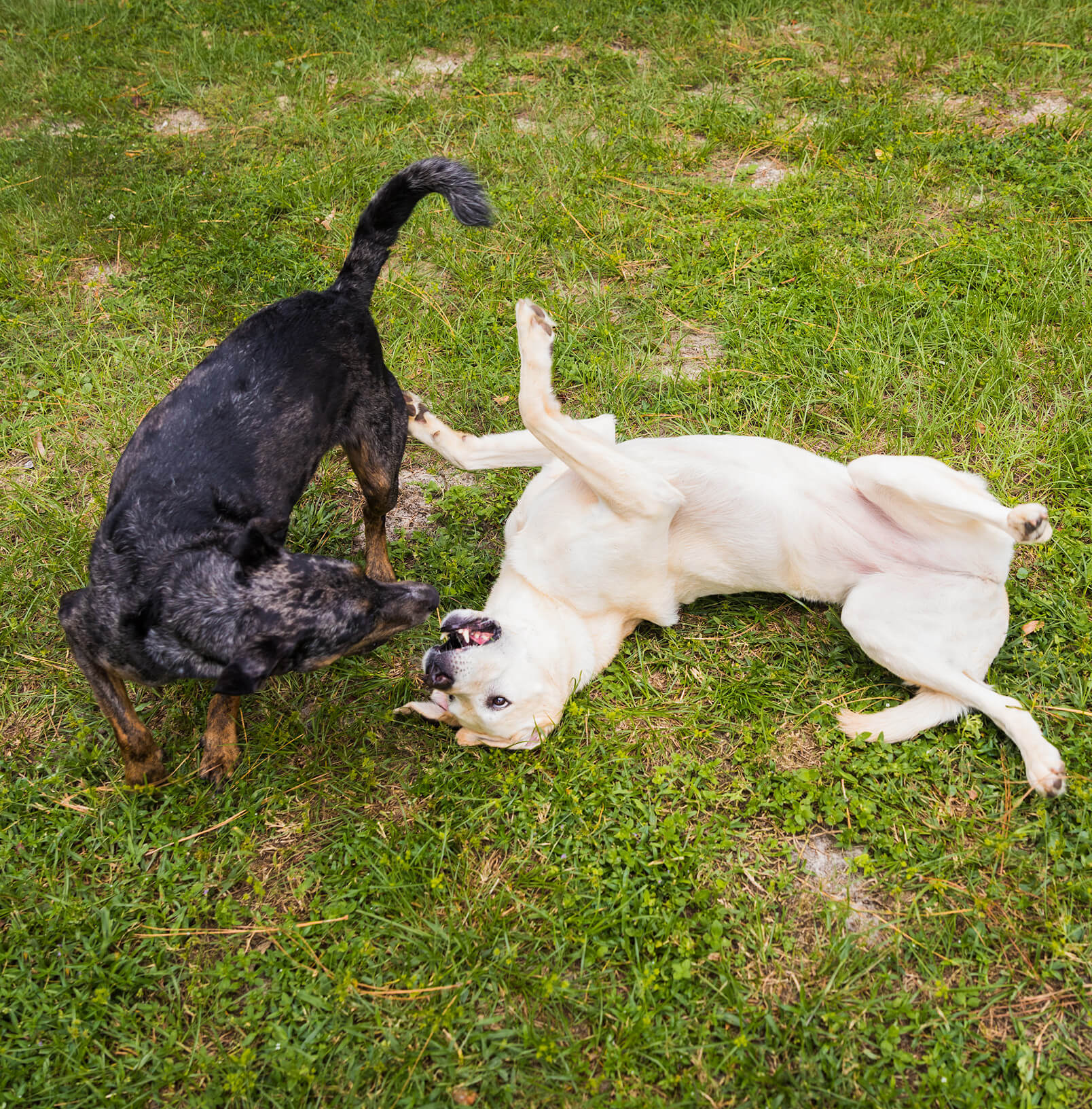 dogs playing