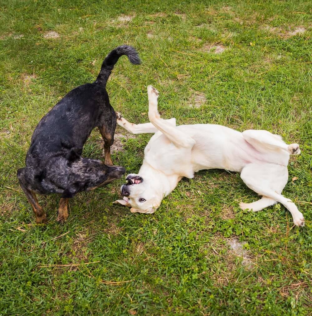 pet hospital in Saint Johns FL
