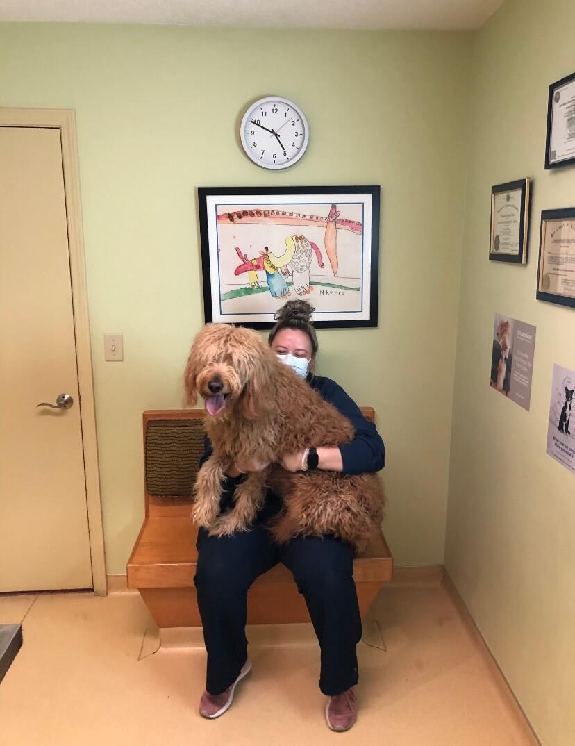 Goldendoodle Goldendoodle