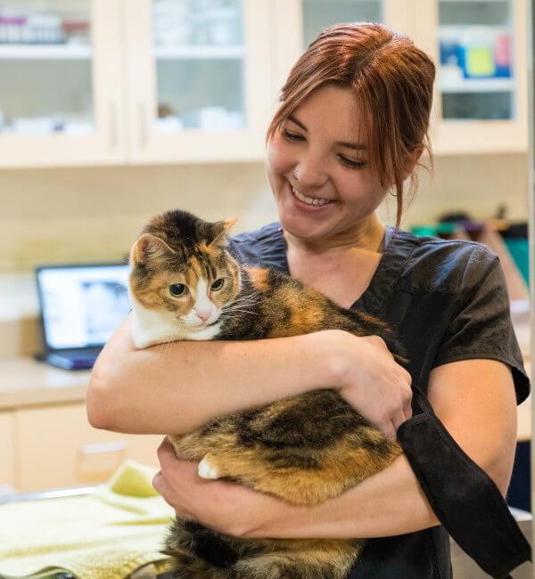 Veterinary Services For Cats | Switzerland Animal Hospital