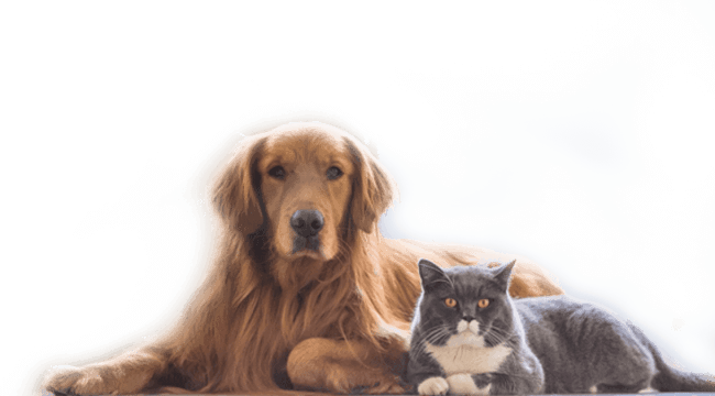 cats and dogs