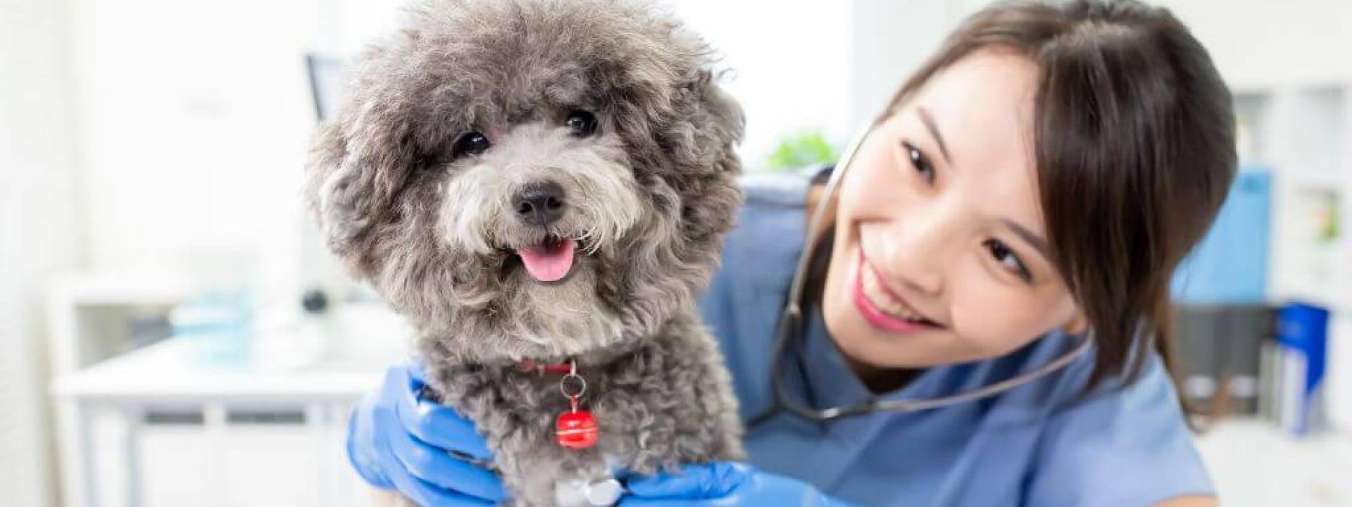 A dog having its heart checked at the vet for heart conditions in dogs